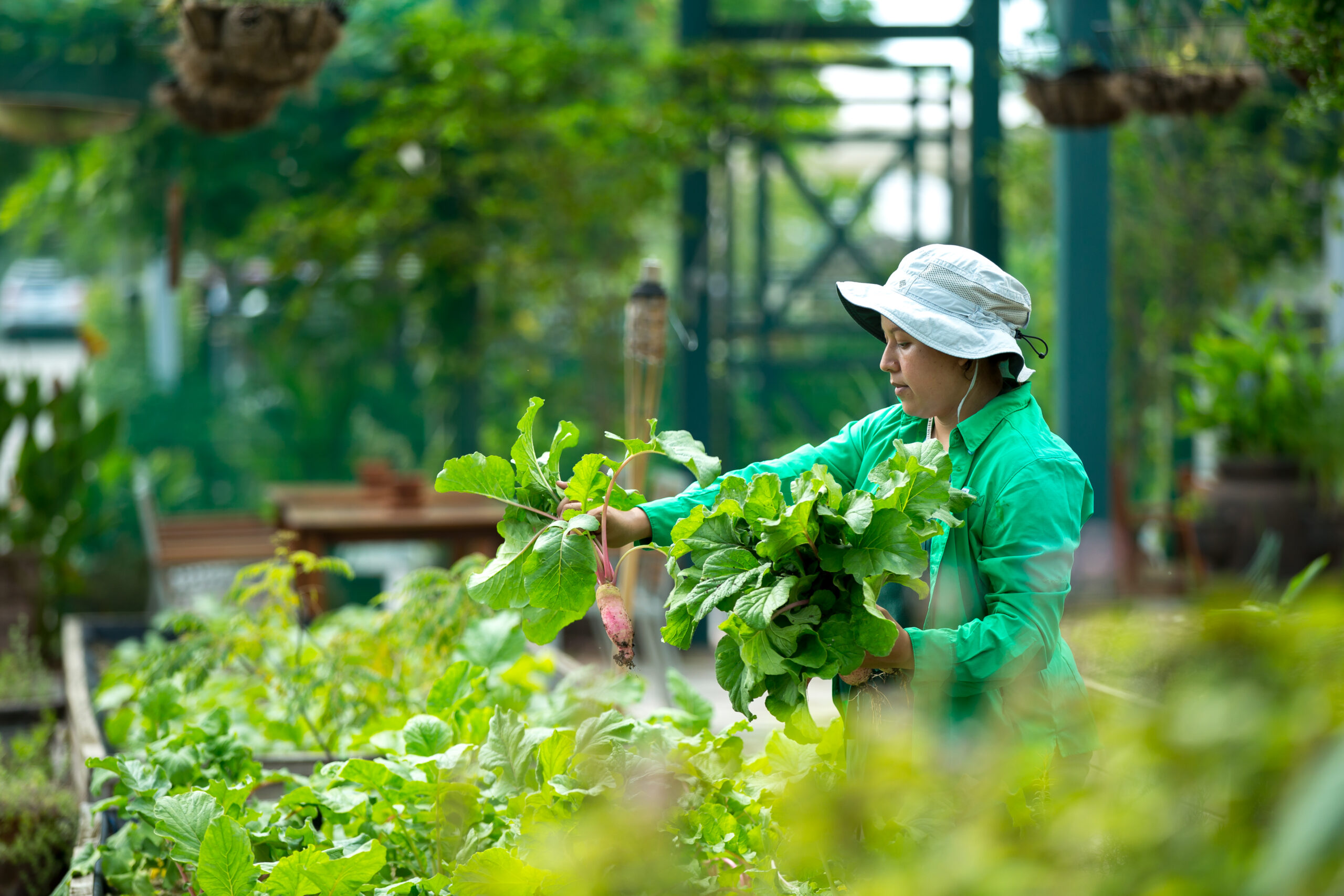 Lunch & Learn: Grow Your Own Greens