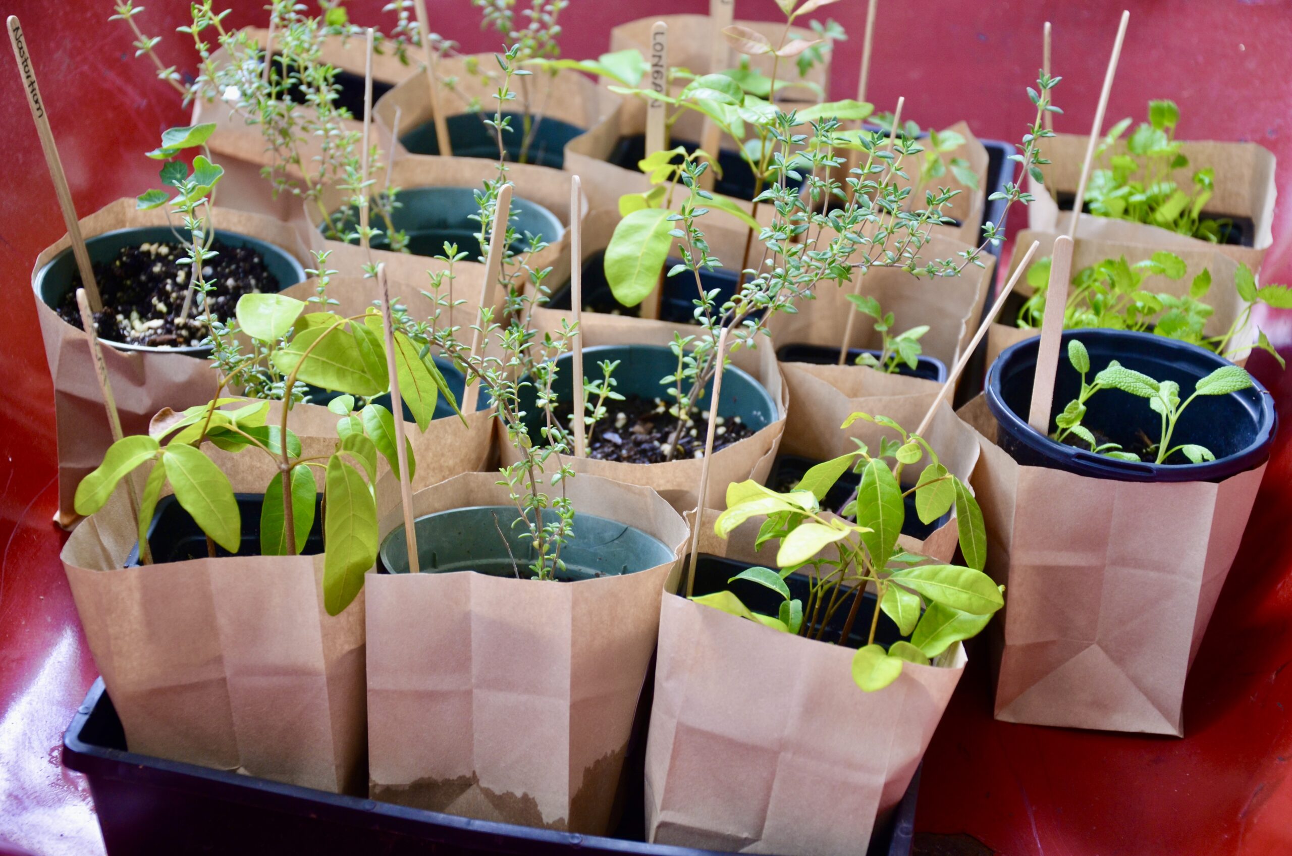 Earth Day: Free Trees, Coffee and Compost